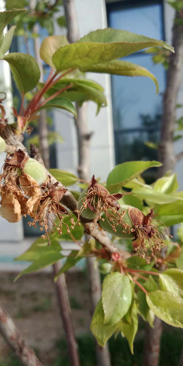 狼毒花，荠菜花，紫荆花，春天处处都好看-10.jpg