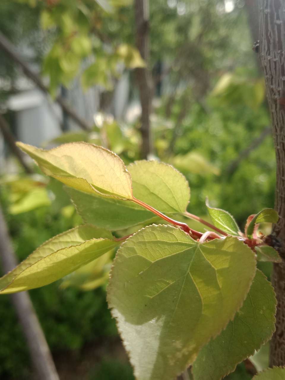 狼毒花，荠菜花，紫荆花，春天处处都好看-9.jpg