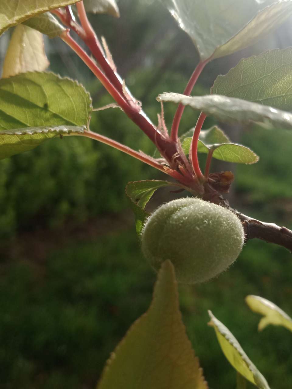 狼毒花，荠菜花，紫荆花，春天处处都好看-11.jpg