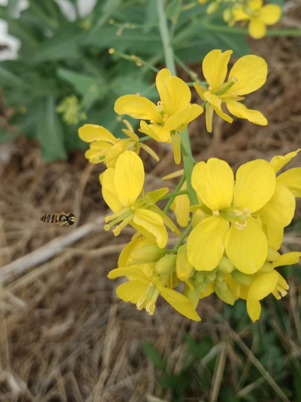 狼毒花，荠菜花，紫荆花，春天处处都好看-13.jpg