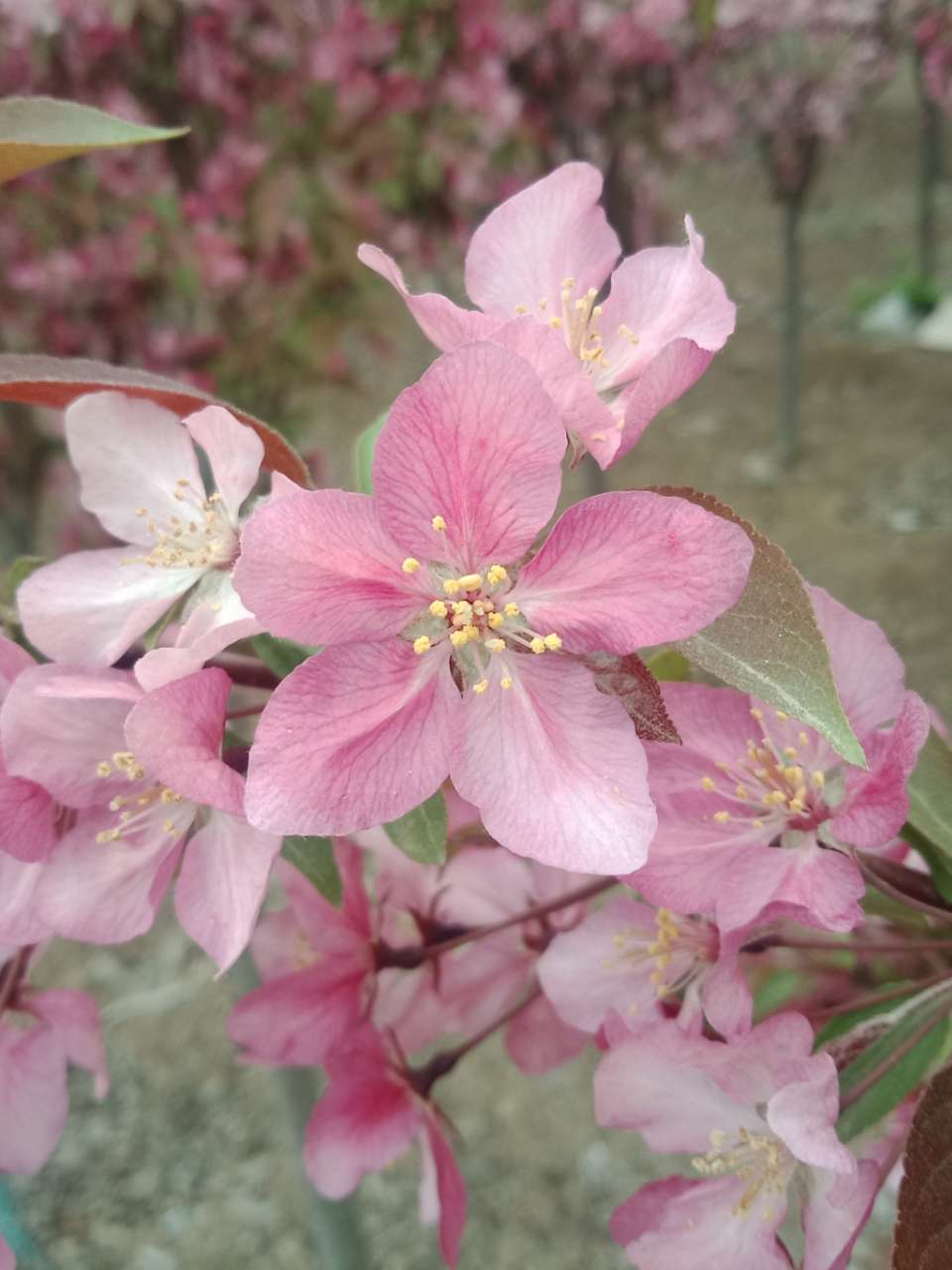 狼毒花，荠菜花，紫荆花，春天处处都好看-14.jpg