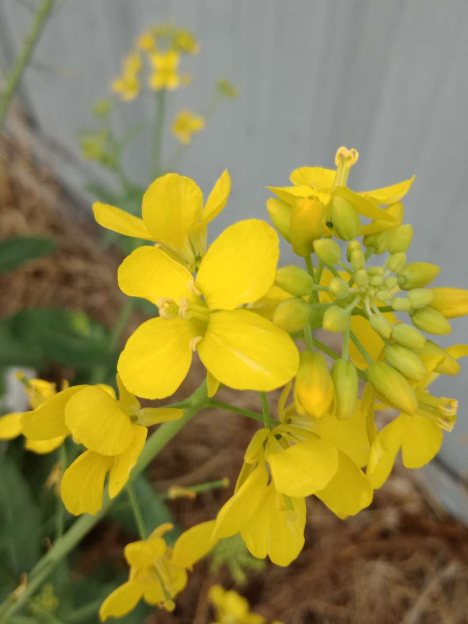 狼毒花，荠菜花，紫荆花，春天处处都好看-21.jpg