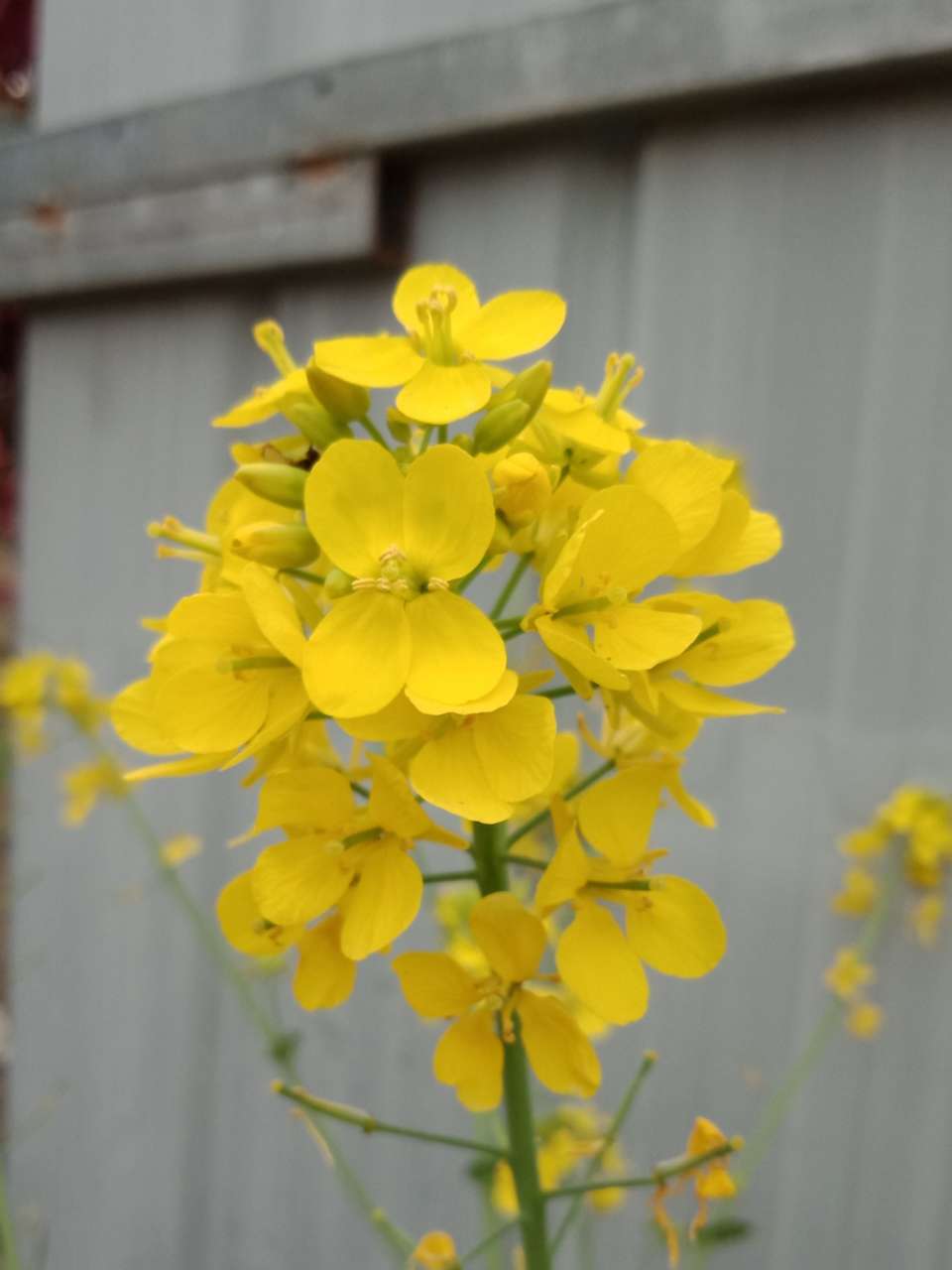 狼毒花，荠菜花，紫荆花，春天处处都好看-25.jpg