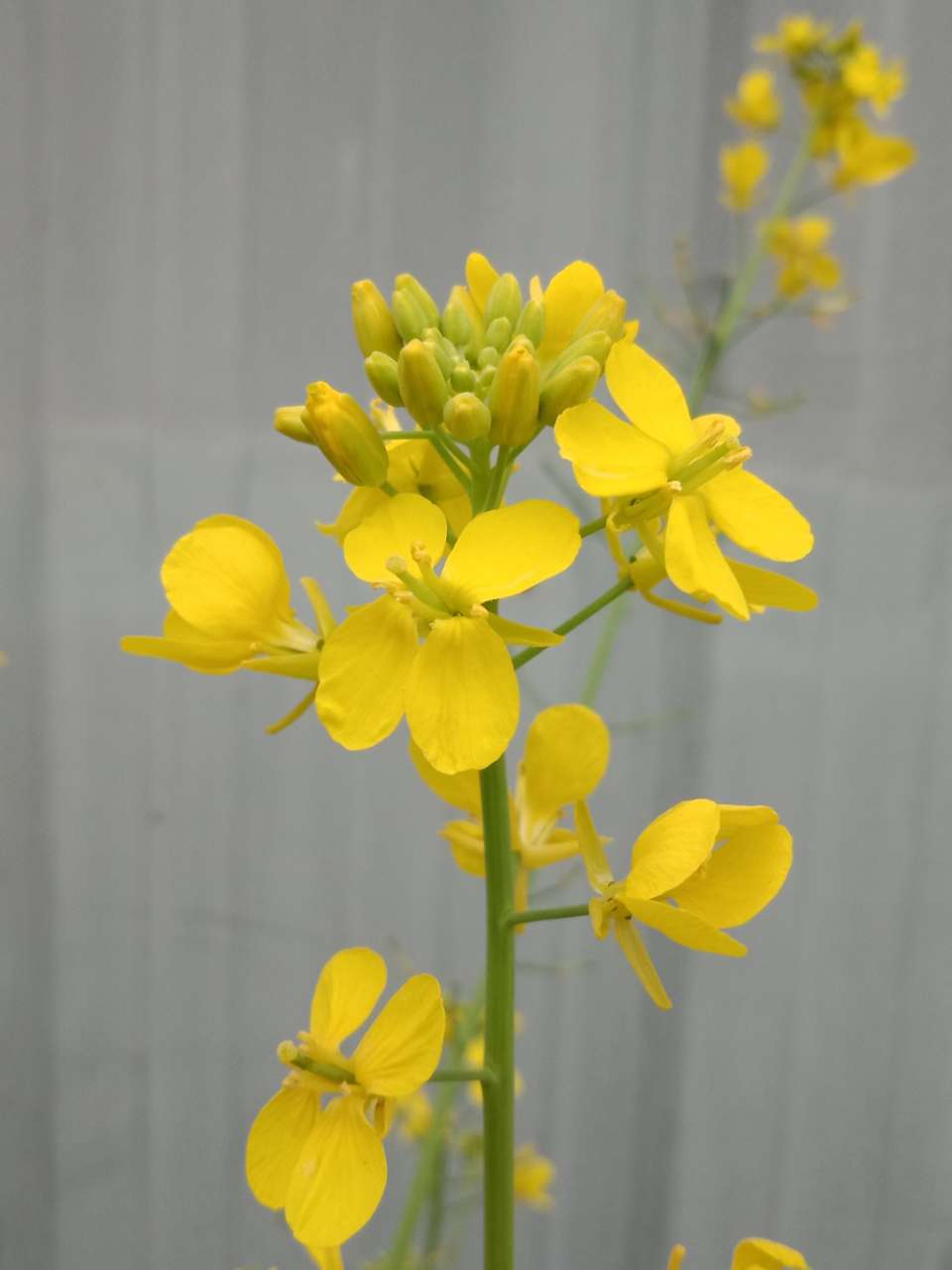 狼毒花，荠菜花，紫荆花，春天处处都好看-29.jpg