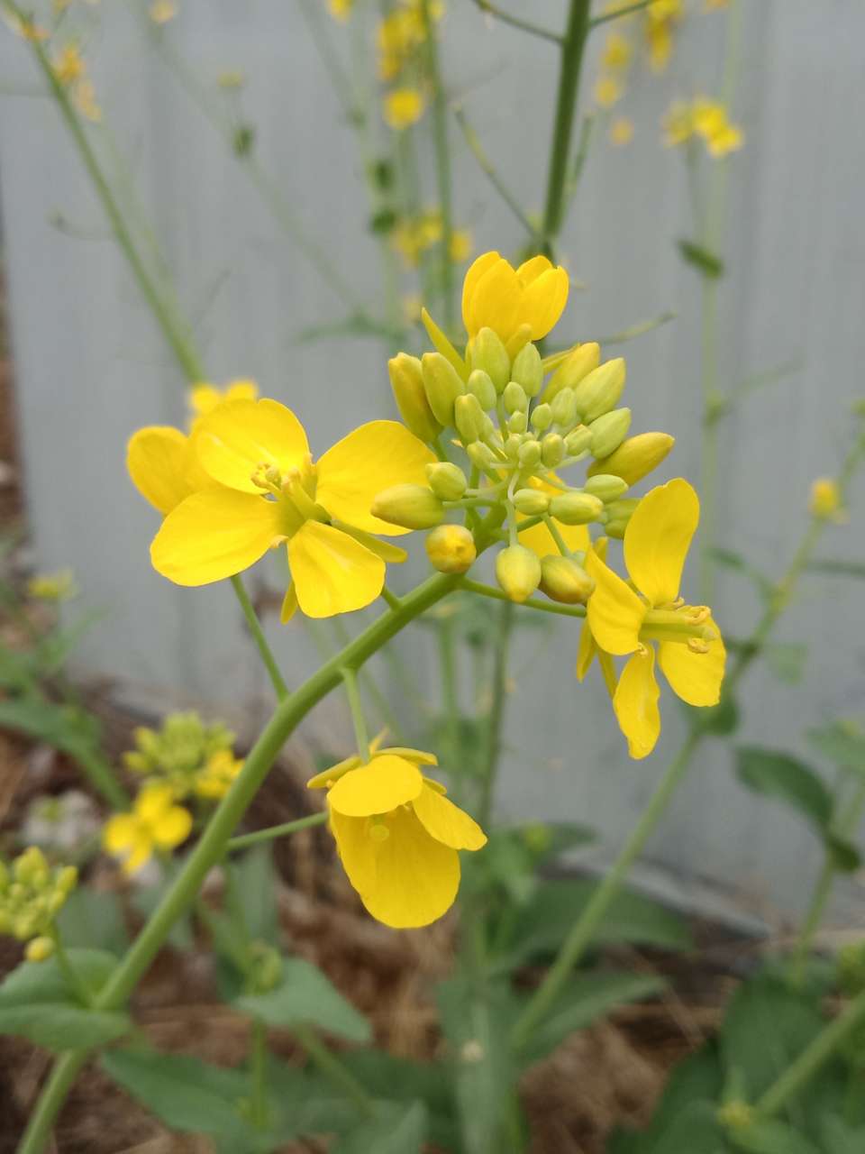 狼毒花，荠菜花，紫荆花，春天处处都好看-30.jpg