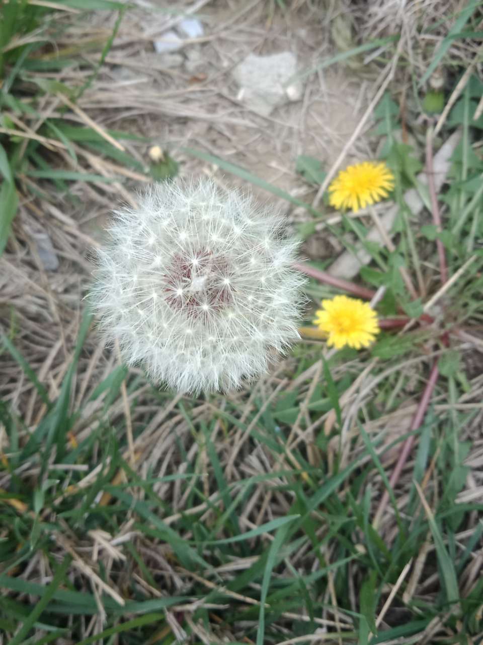 春天下午两三点钟，阳光下的月季花-6.jpg