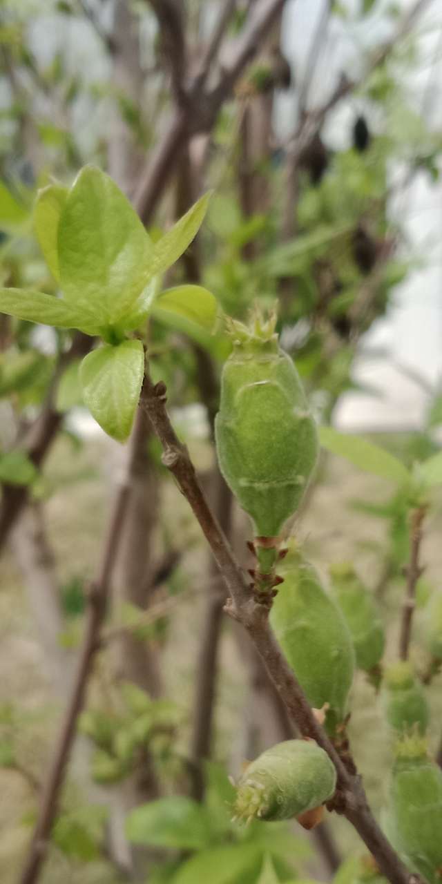 春天下午两三点钟，阳光下的月季花-17.jpg