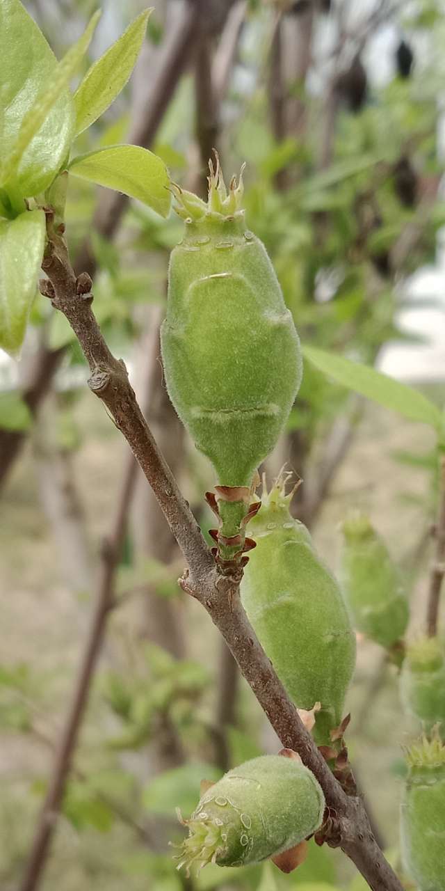 春天下午两三点钟，阳光下的月季花-18.jpg