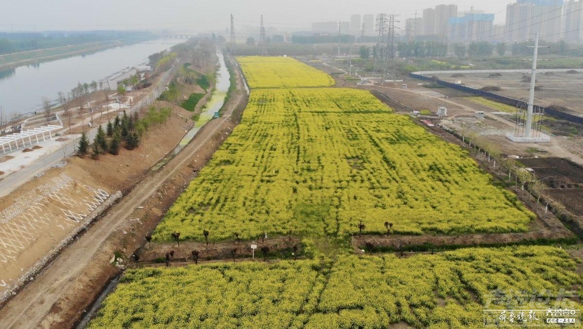 踏春好去处！济宁主城区竟然藏着一片油菜花海-2.jpeg