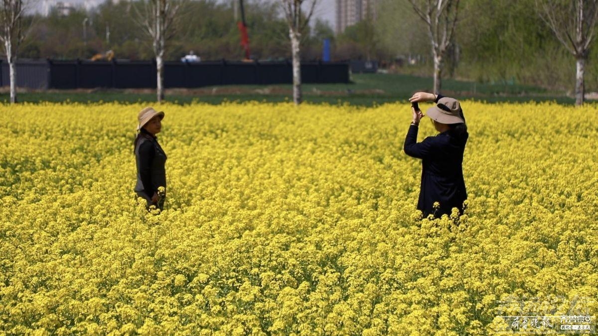 踏春好去处！济宁主城区竟然藏着一片油菜花海-3.jpeg