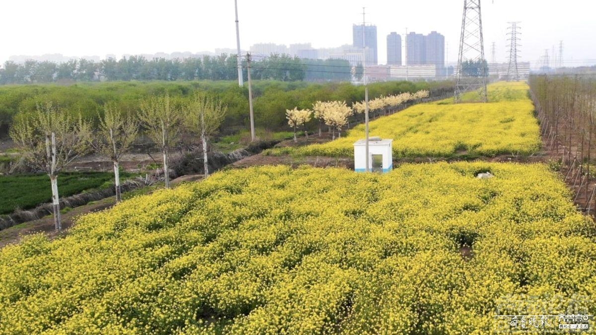 踏春好去处！济宁主城区竟然藏着一片油菜花海-4.jpeg