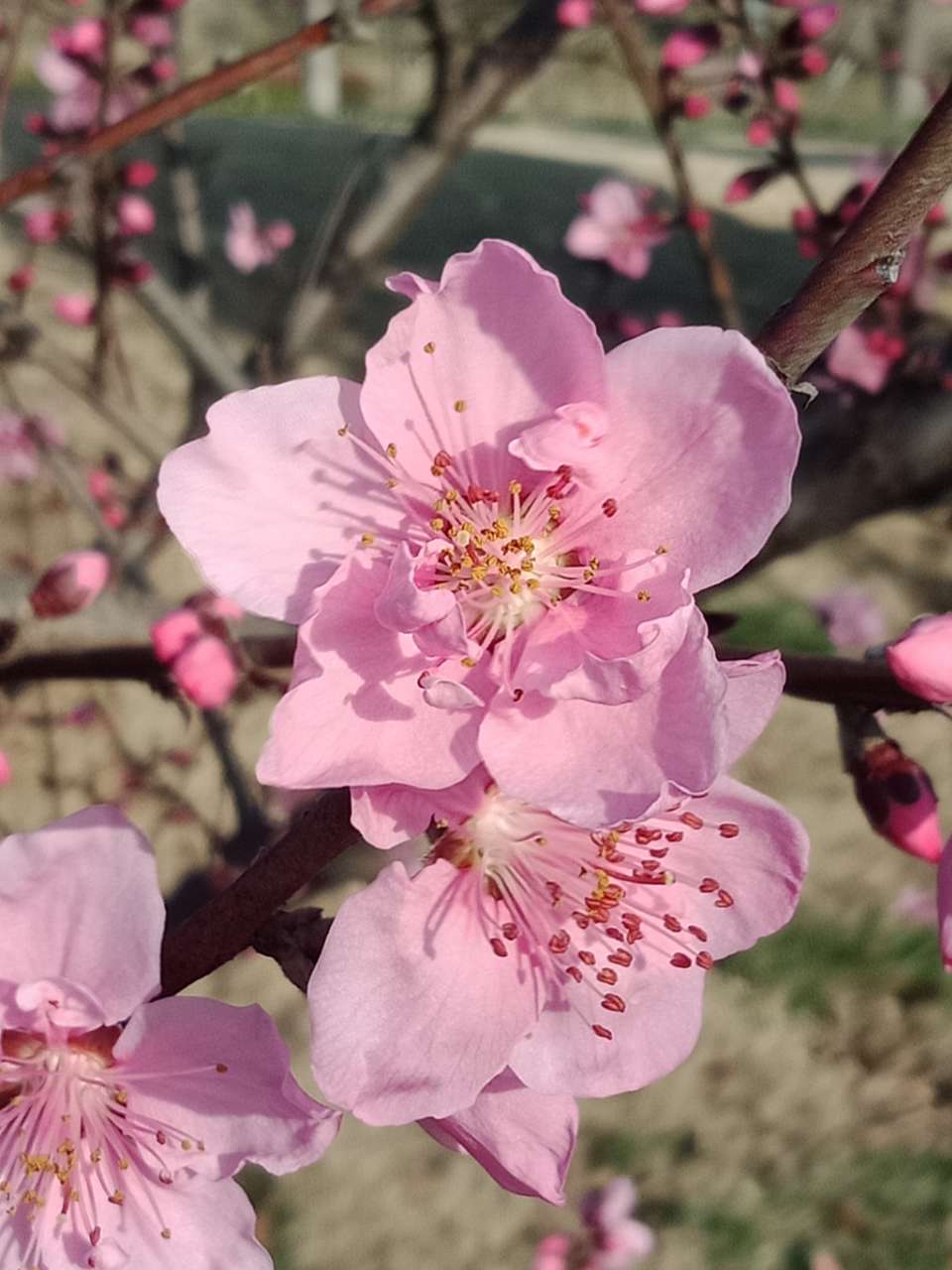 暗背景纯背景，亮花，占据画面突出位置，清晰，拍花的秘诀-2.jpg