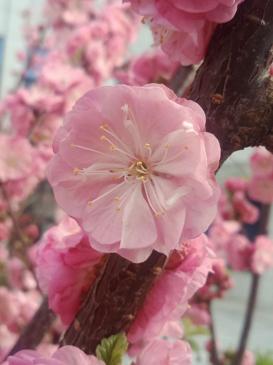 暗背景纯背景，亮花，占据画面突出位置，清晰，拍花的秘诀-3.jpg