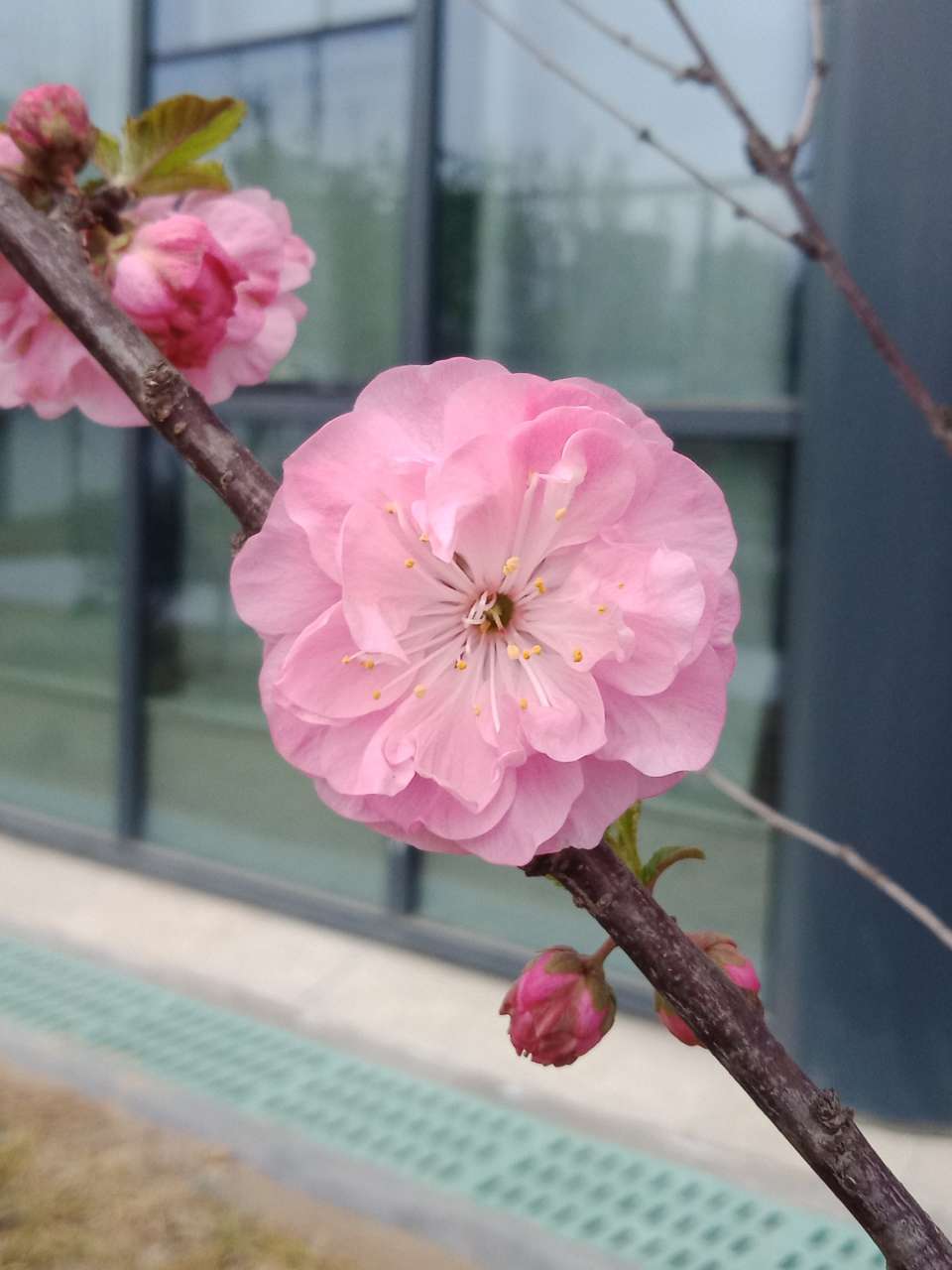 暗背景纯背景，亮花，占据画面突出位置，清晰，拍花的秘诀-5.jpg