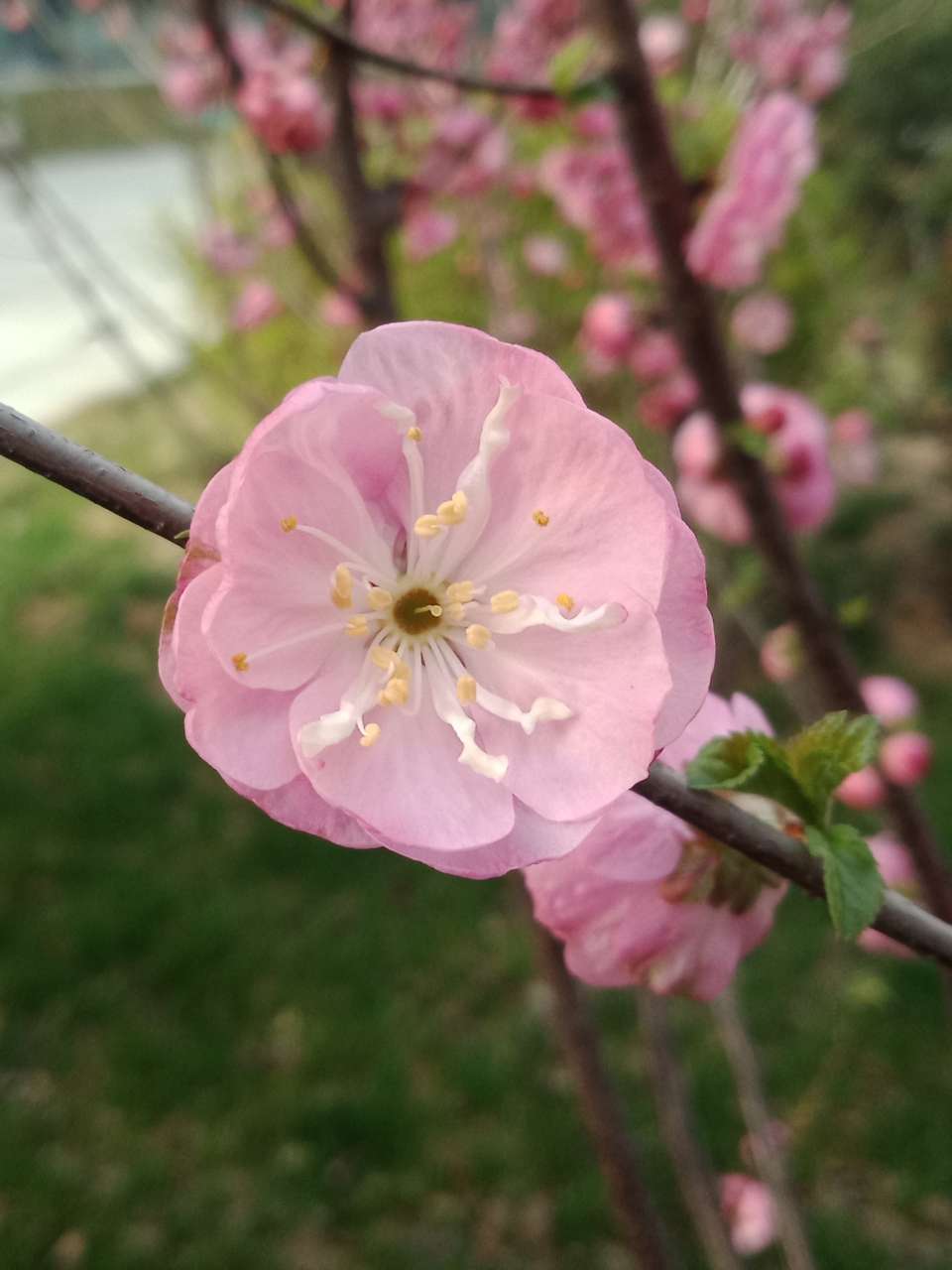 暗背景纯背景，亮花，占据画面突出位置，清晰，拍花的秘诀-7.jpg