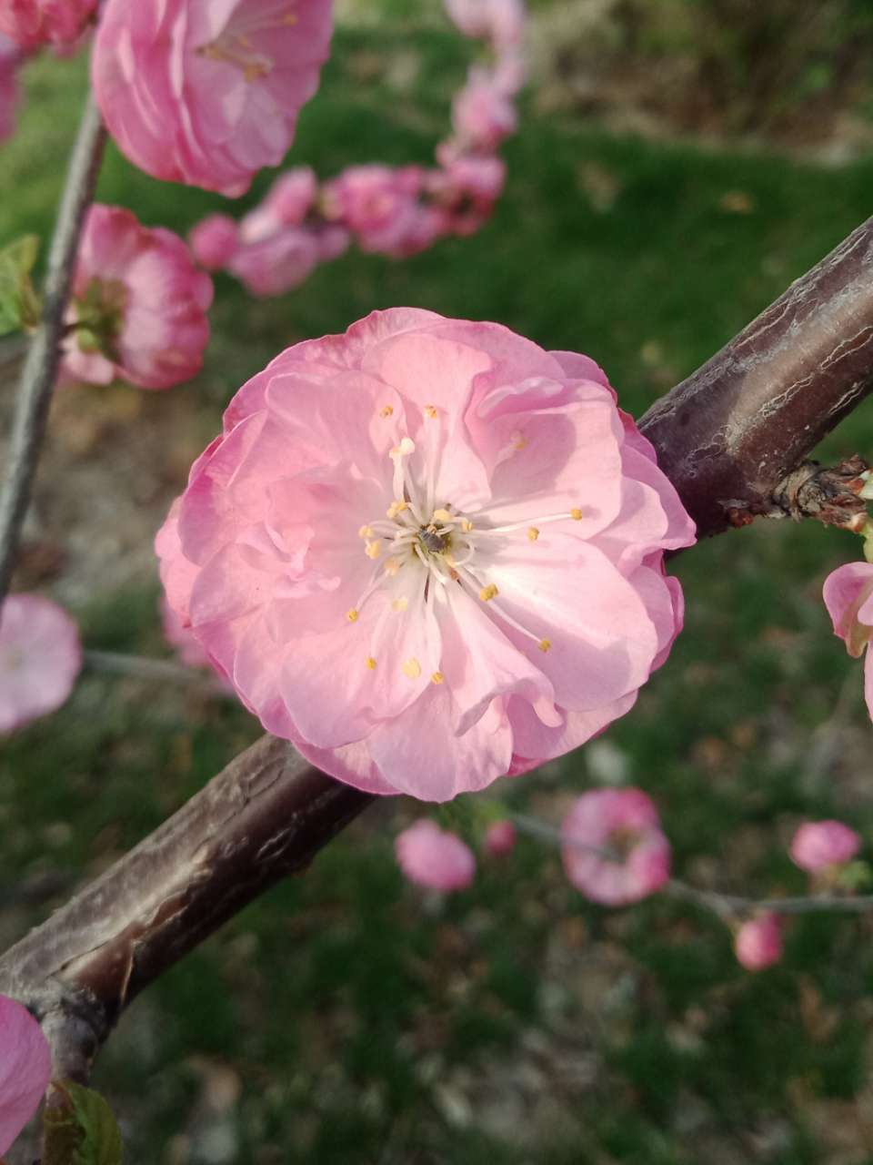 暗背景纯背景，亮花，占据画面突出位置，清晰，拍花的秘诀-8.jpg