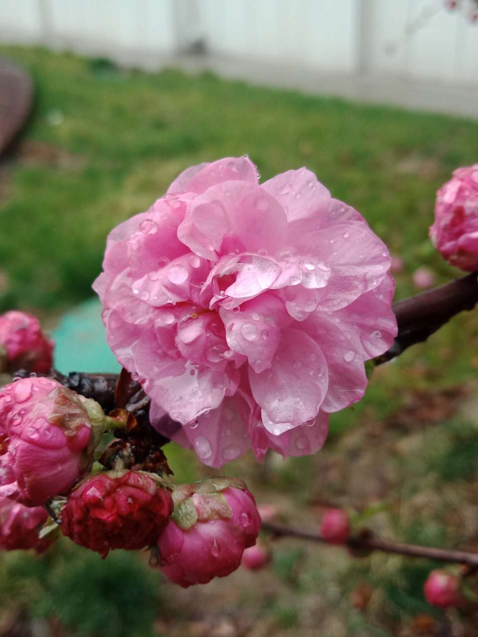 暗背景纯背景，亮花，占据画面突出位置，清晰，拍花的秘诀-12.jpg