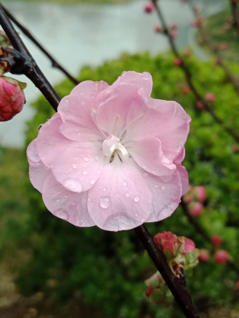 暗背景纯背景，亮花，占据画面突出位置，清晰，拍花的秘诀-13.jpg