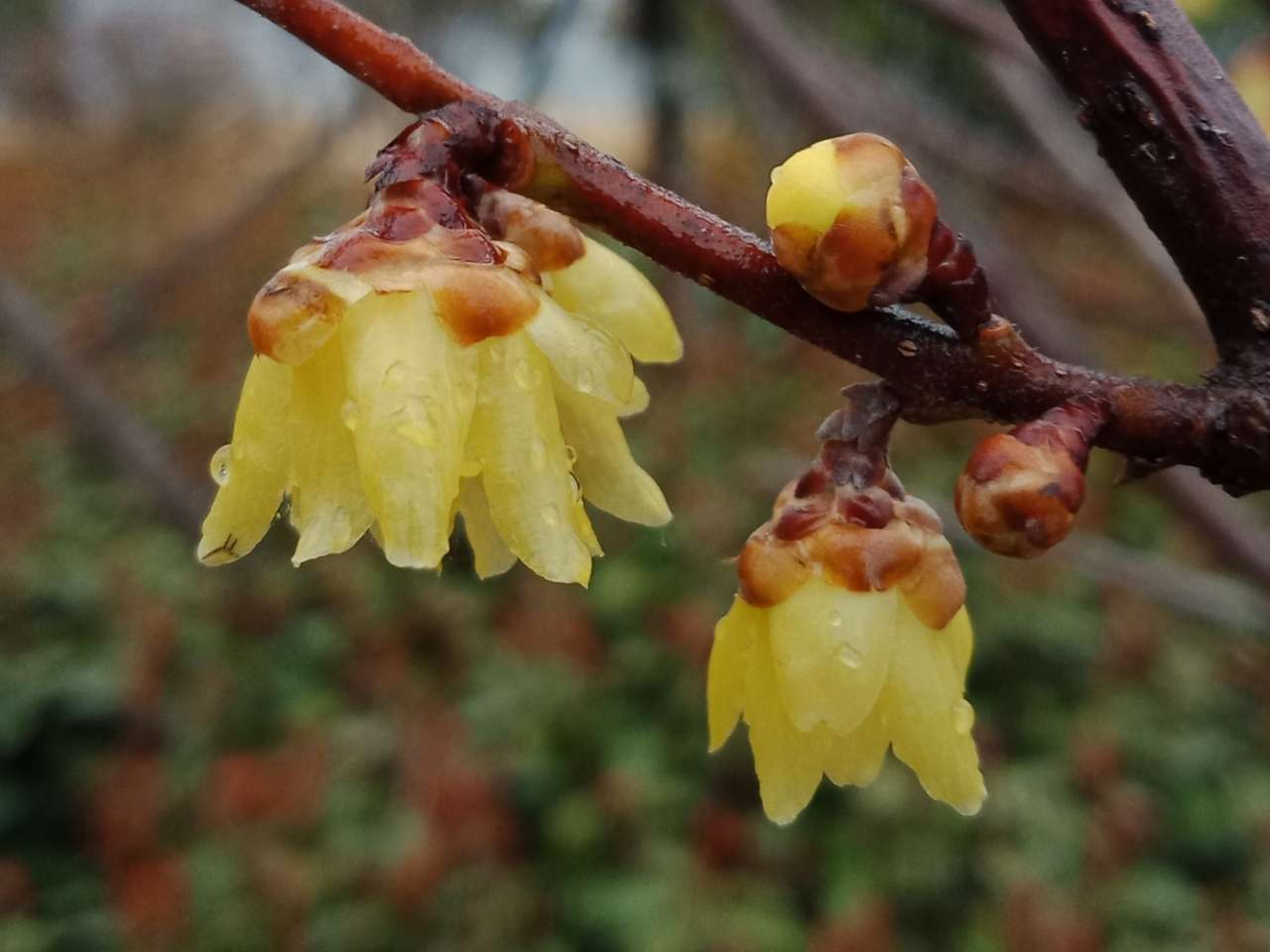 暗背景纯背景，亮花，占据画面突出位置，清晰，拍花的秘诀-19.jpg