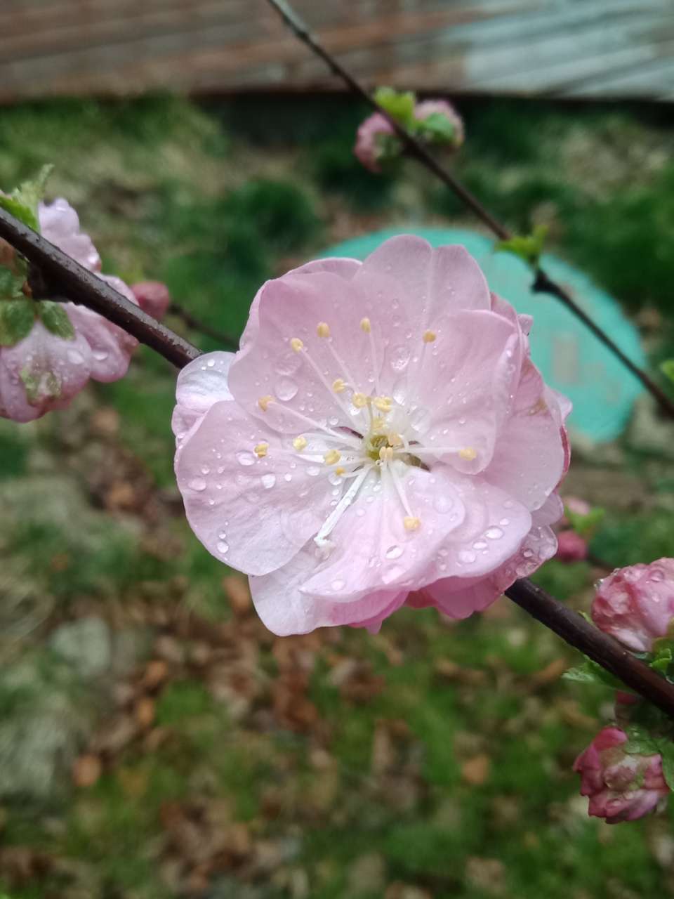 暗背景纯背景，亮花，占据画面突出位置，清晰，拍花的秘诀-21.jpg