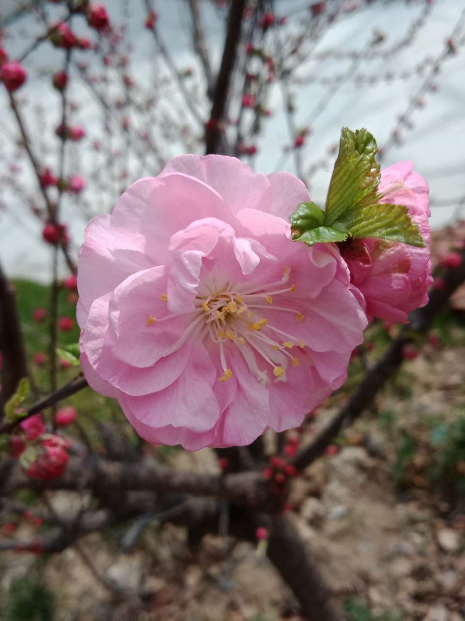 暗背景纯背景，亮花，占据画面突出位置，清晰，拍花的秘诀-26.jpg