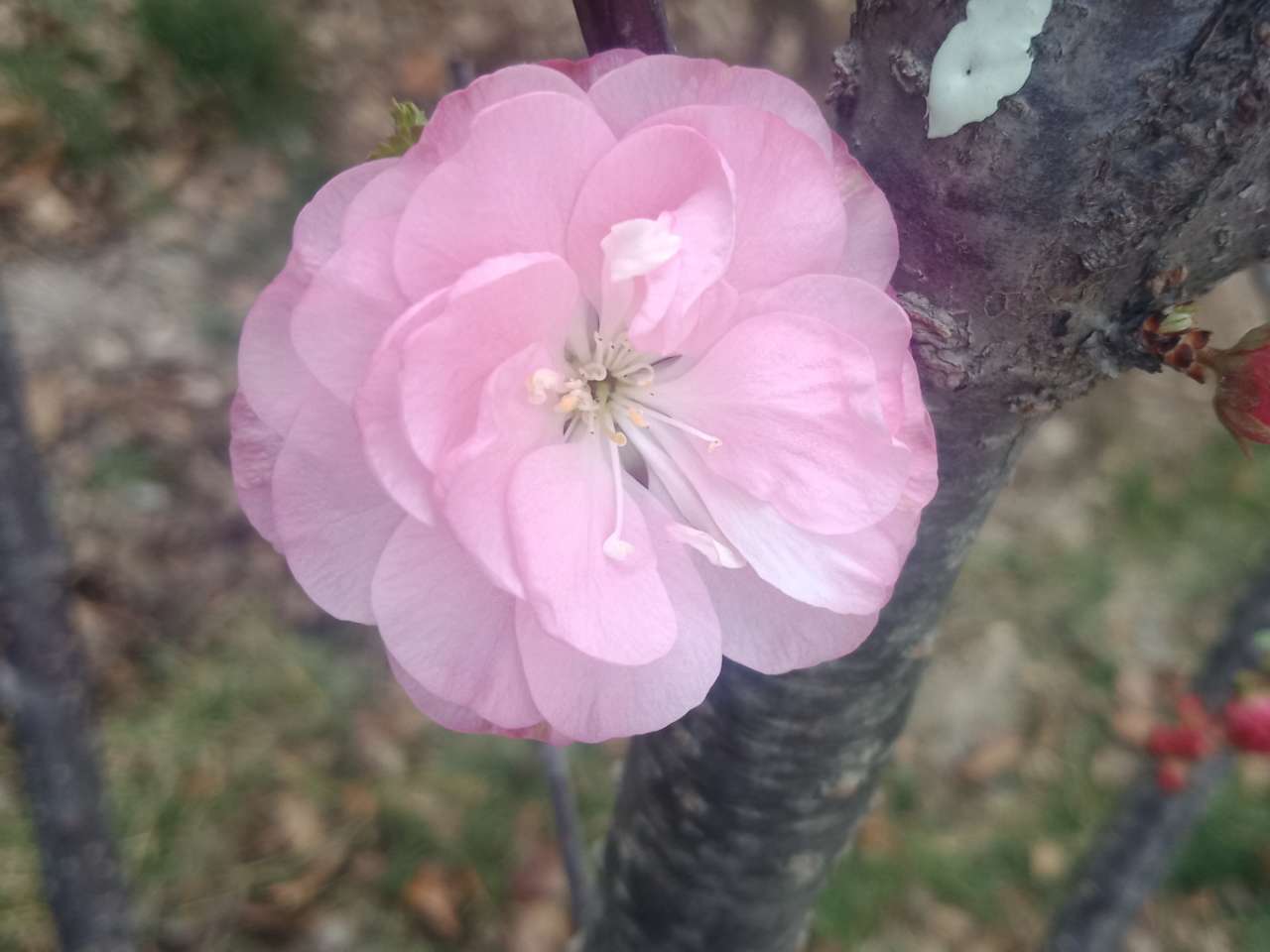 暗背景纯背景，亮花，占据画面突出位置，清晰，拍花的秘诀-29.jpg