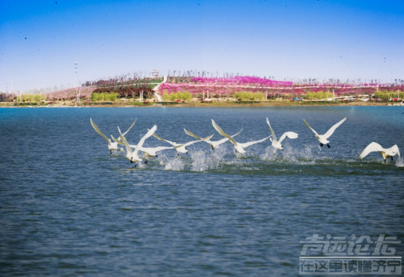 济宁发出倡议书：爱鸟护鸟 和谐共生 创建国际湿地城市-3.png