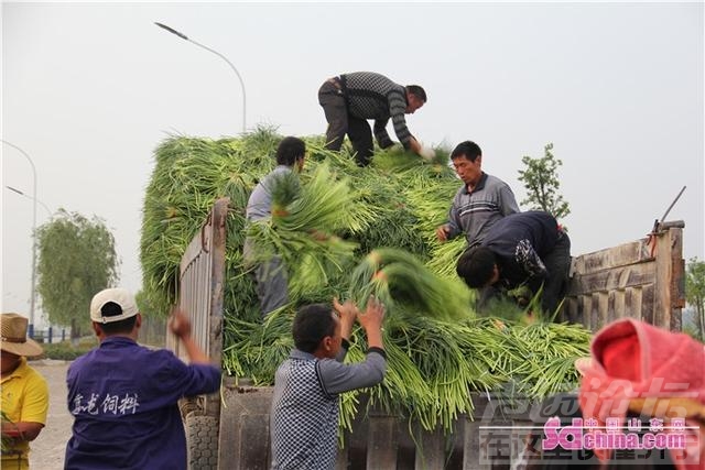 金乡蒜薹抢鲜上市 催热周边村民“淘金”潮-1.jpg