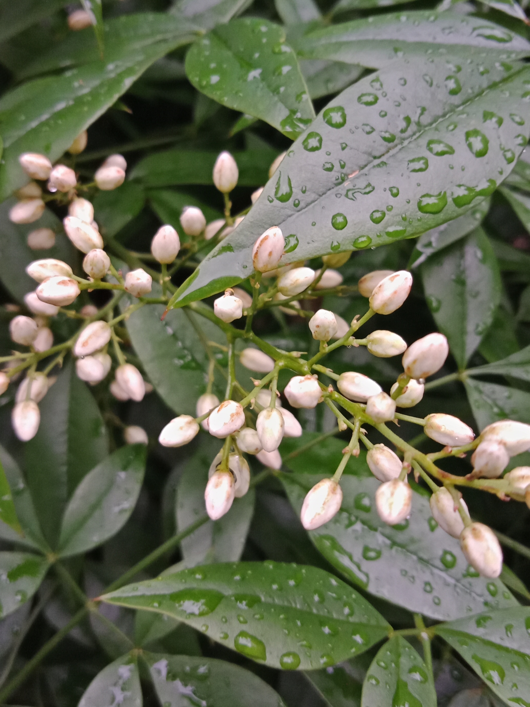 南天竹初夏白花瓣、黄花心，待到冬天，再来看红果-3.jpg