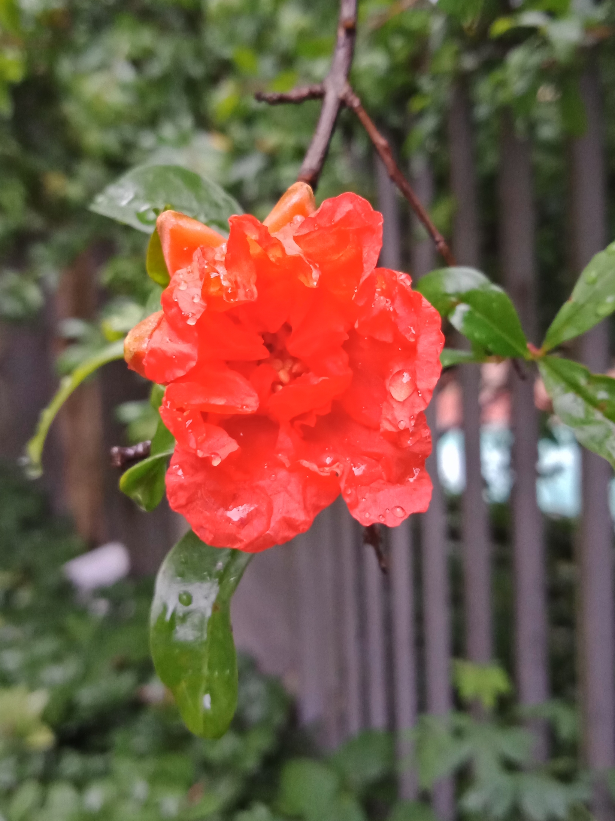 雨打石榴花-10.jpg