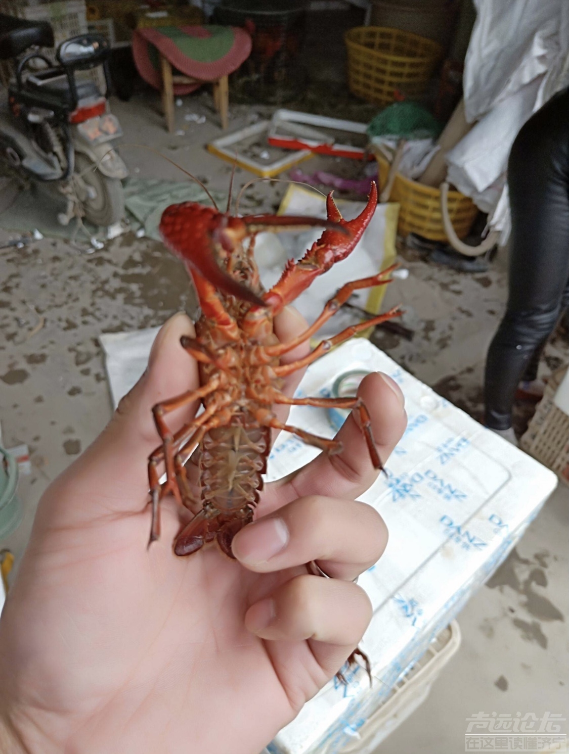 想问下各位老师咱济宁哪里有钓龙虾的地方？-1.jpg