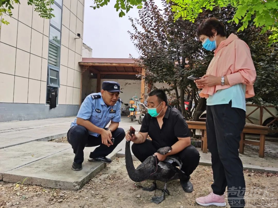 济宁的黑天鹅也知道有困难找警察-2.jpg