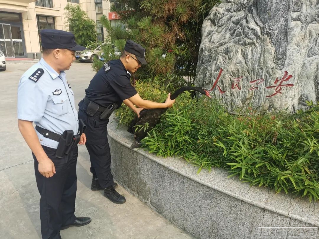 济宁的黑天鹅也知道有困难找警察-1.jpg