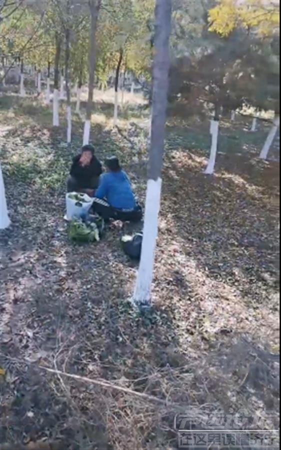 秦皇岛部分老人从城里坐公交进村偷菜，村民：被劝阻时躺地里假装犯病-1.jpg