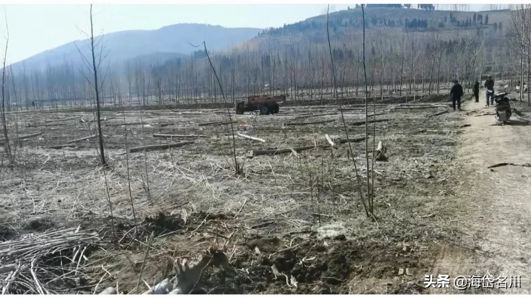 山东济宁，开始整治田地的杨树，凡是田地里的杨树大小一律砍伐，真正的做到了退林还...-4.jpg