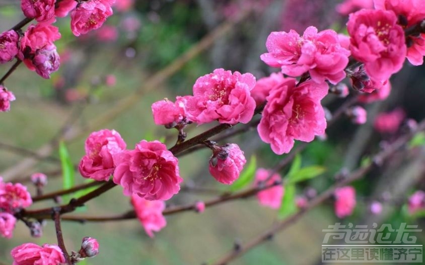 烟花三月来济宁这样玩转花海，不虚此行-6.jpg