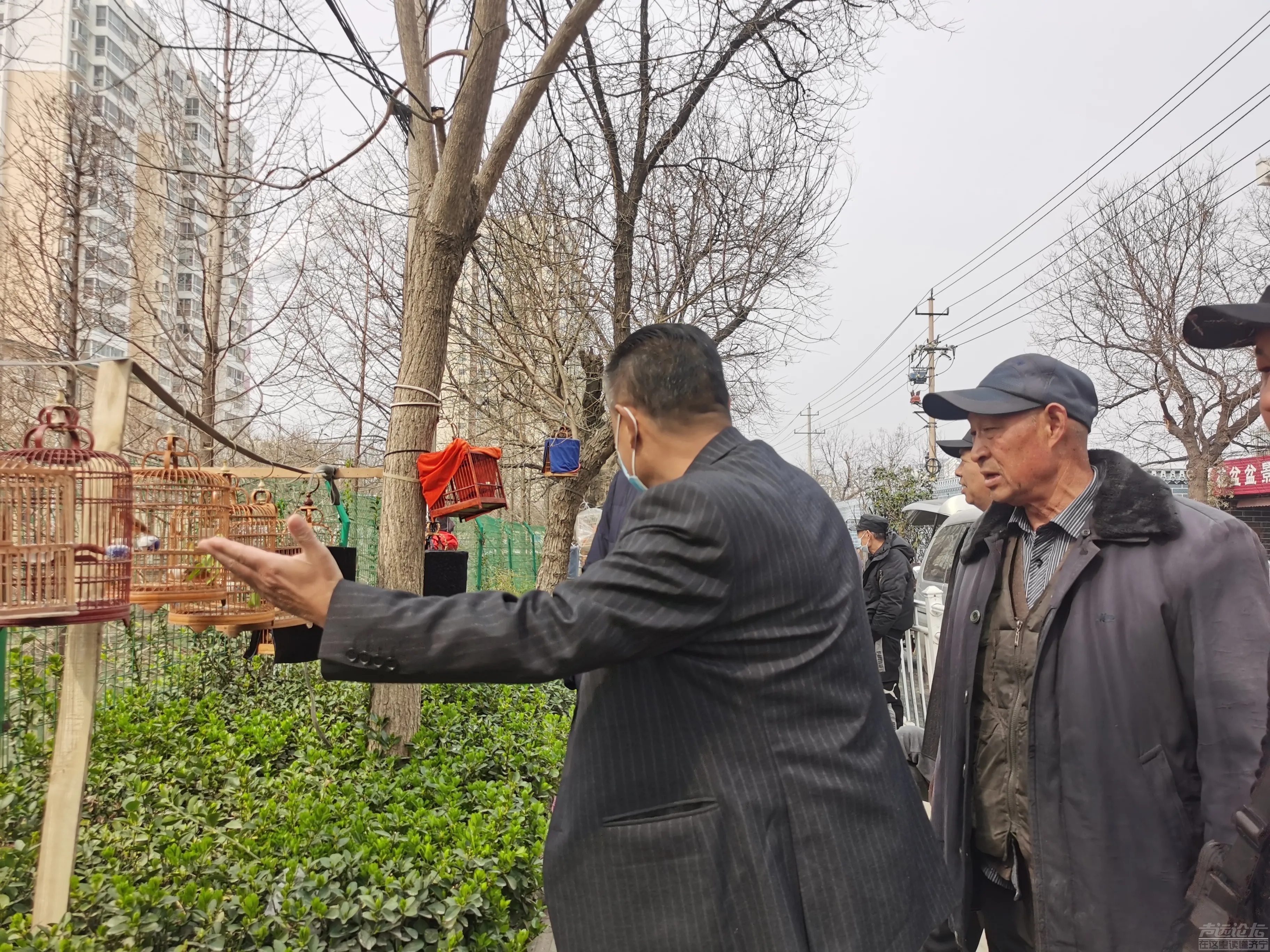 春天里的花鸟鱼虫市场，春天万物复生，又是一年植树时，市场上卖苗圃的也多了起来！-5.jpg