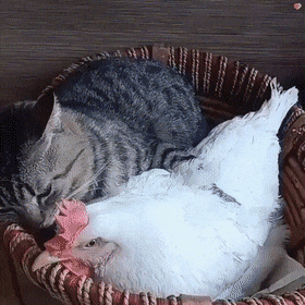 20220325180406front2_0_633955_FhaFbe6MeqRJzd09GXB8EnSL_-Ha.gif