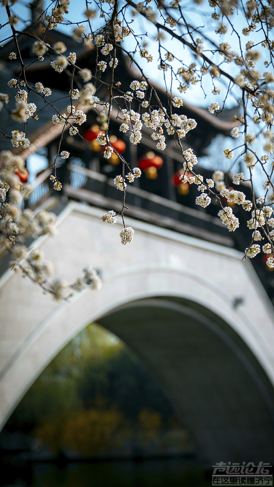景区随拍 春花  摄影孔闯 (50) 徐嘉_看图王.jpg