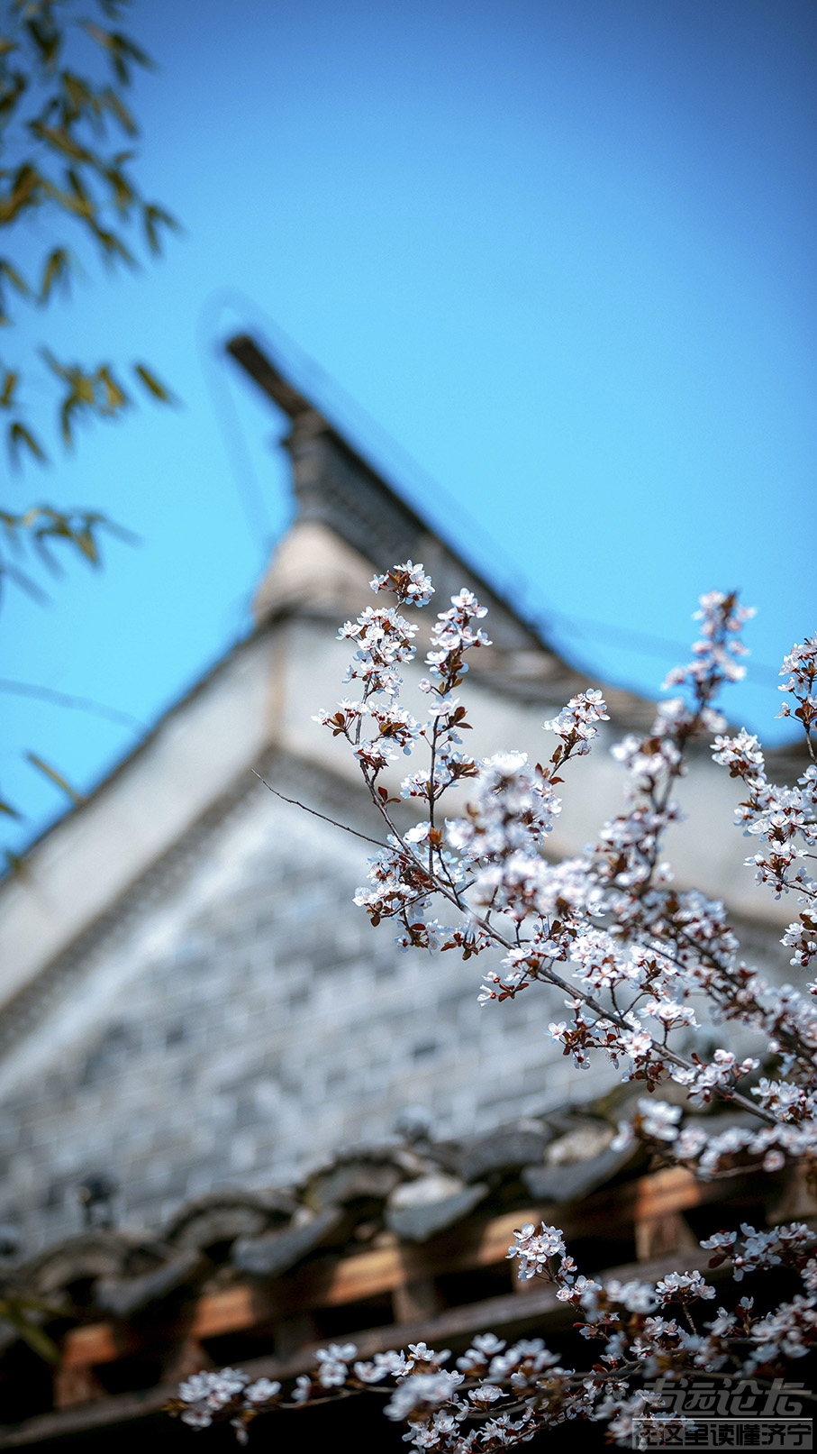 景区随拍 春花  摄影孔闯 (34) 徐嘉_看图王.jpg