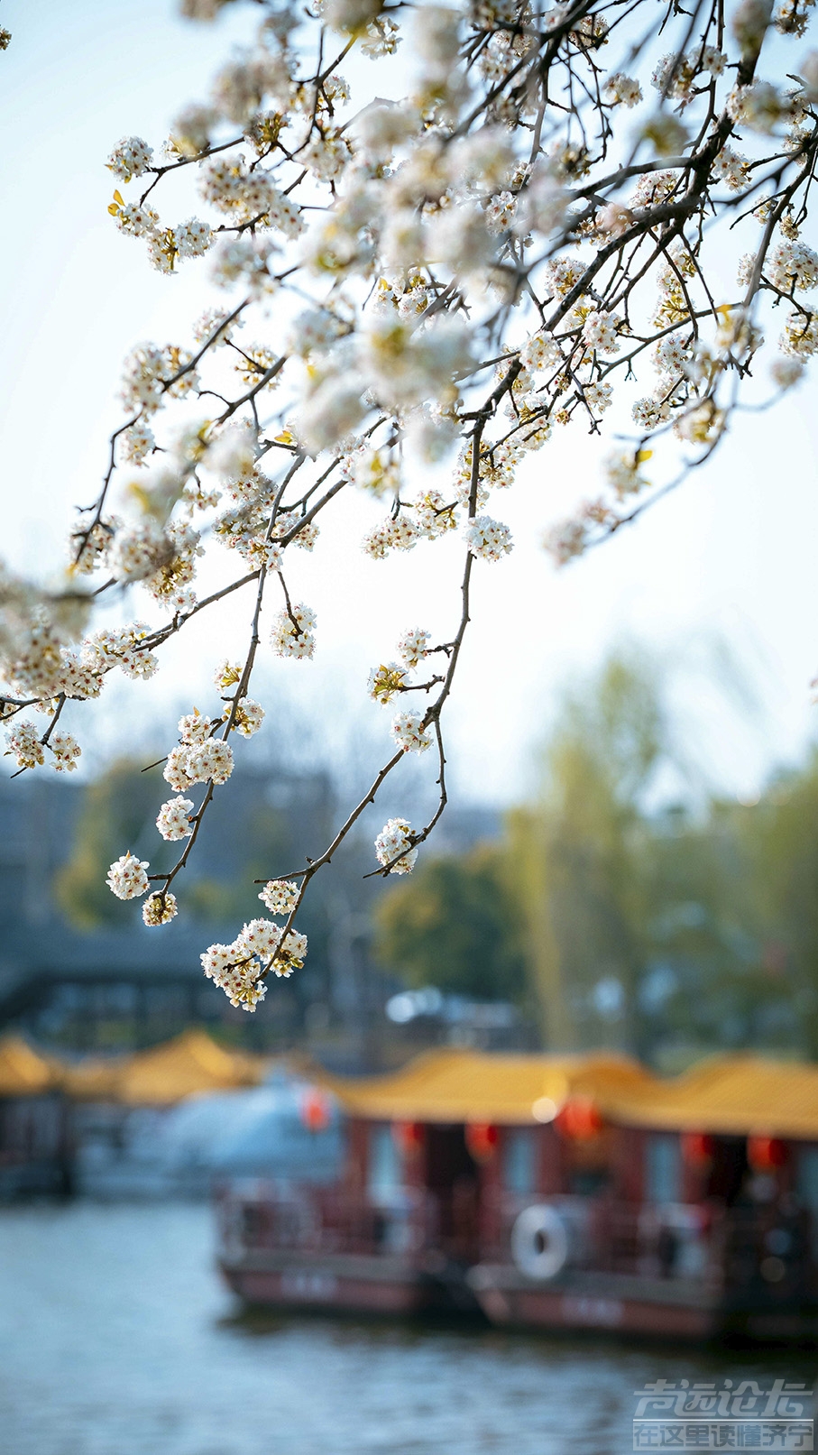 景区随拍 春花  摄影孔闯 (55) 徐嘉_看图王.jpg