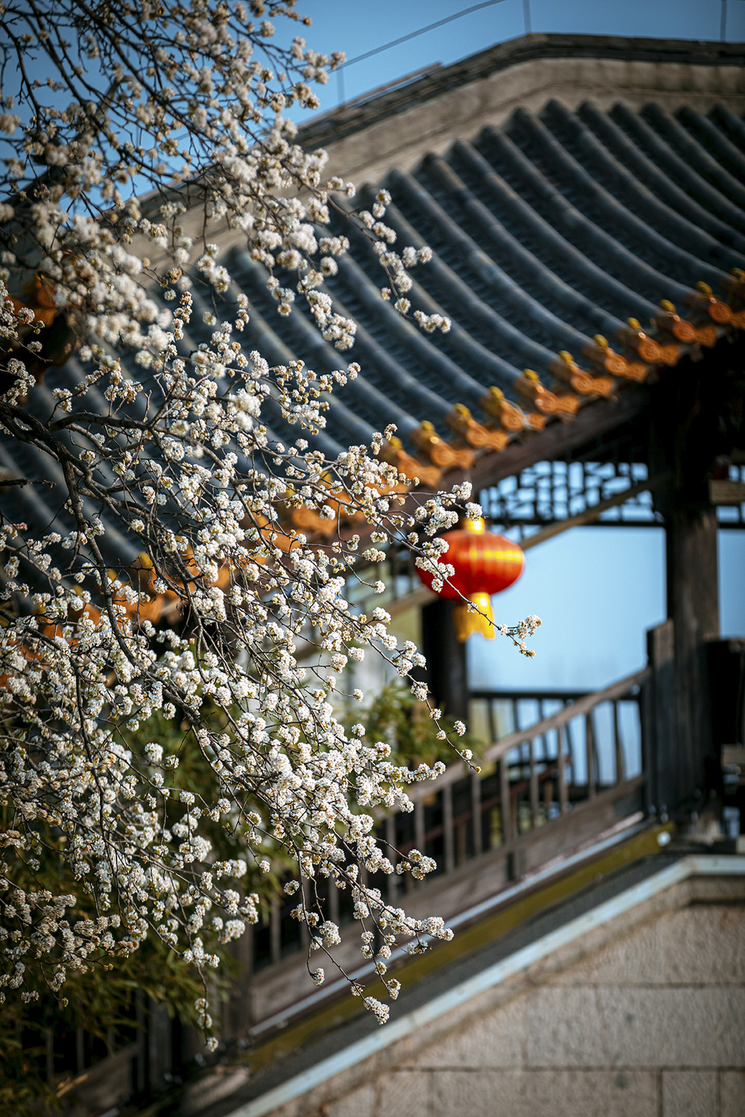 景区随拍 春花  摄影孔闯 (49).jpg