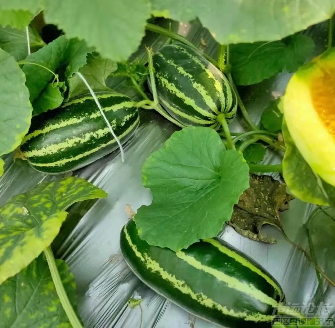 为什么现在金乡都不种甜瓜了，现在甜瓜都是喻屯的了？-2.jpg