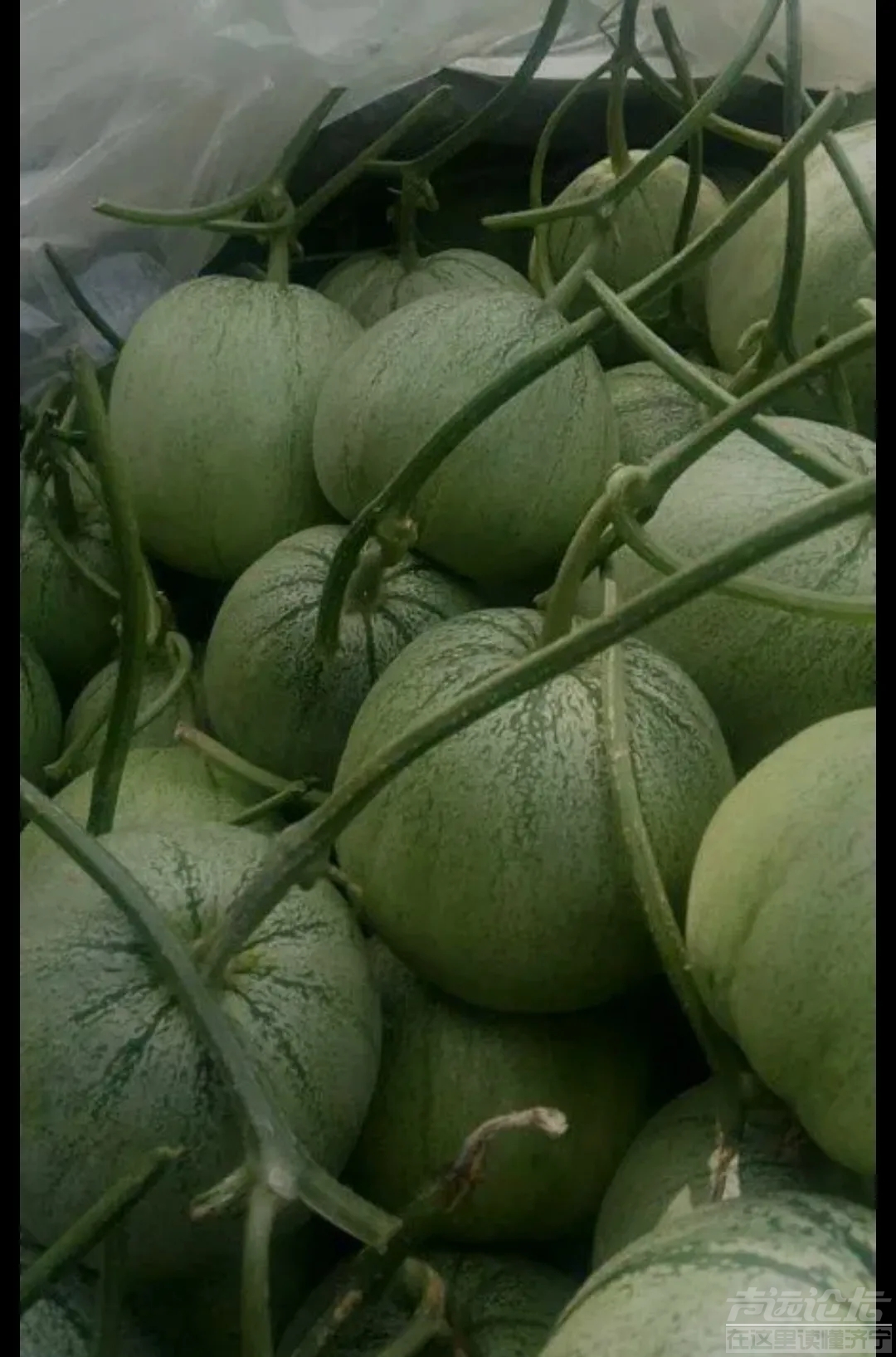 为什么现在金乡都不种甜瓜了，现在甜瓜都是喻屯的了？-5.jpg
