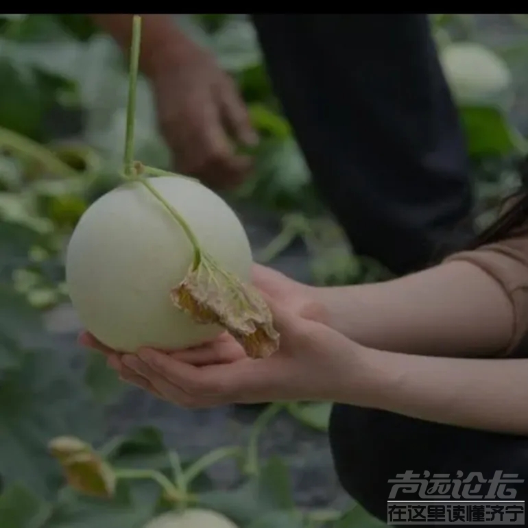 为什么现在金乡都不种甜瓜了，现在甜瓜都是喻屯的了？-8.jpg