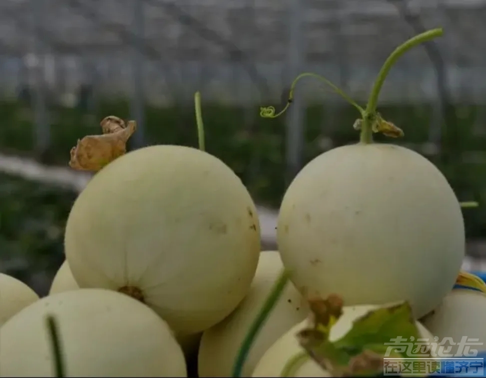 为什么现在金乡都不种甜瓜了，现在甜瓜都是喻屯的了？-9.jpg