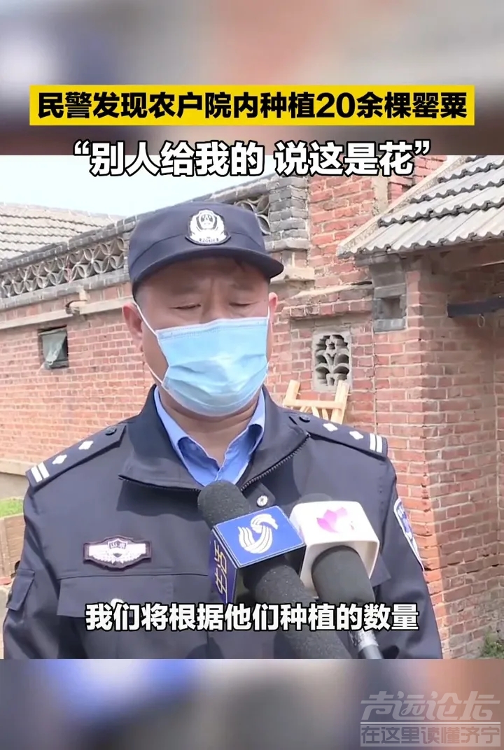 一农村老太太在自家院里种植了20余棵罂粟，被民警查获-2.jpg