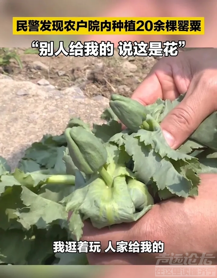 一农村老太太在自家院里种植了20余棵罂粟，被民警查获-4.jpg