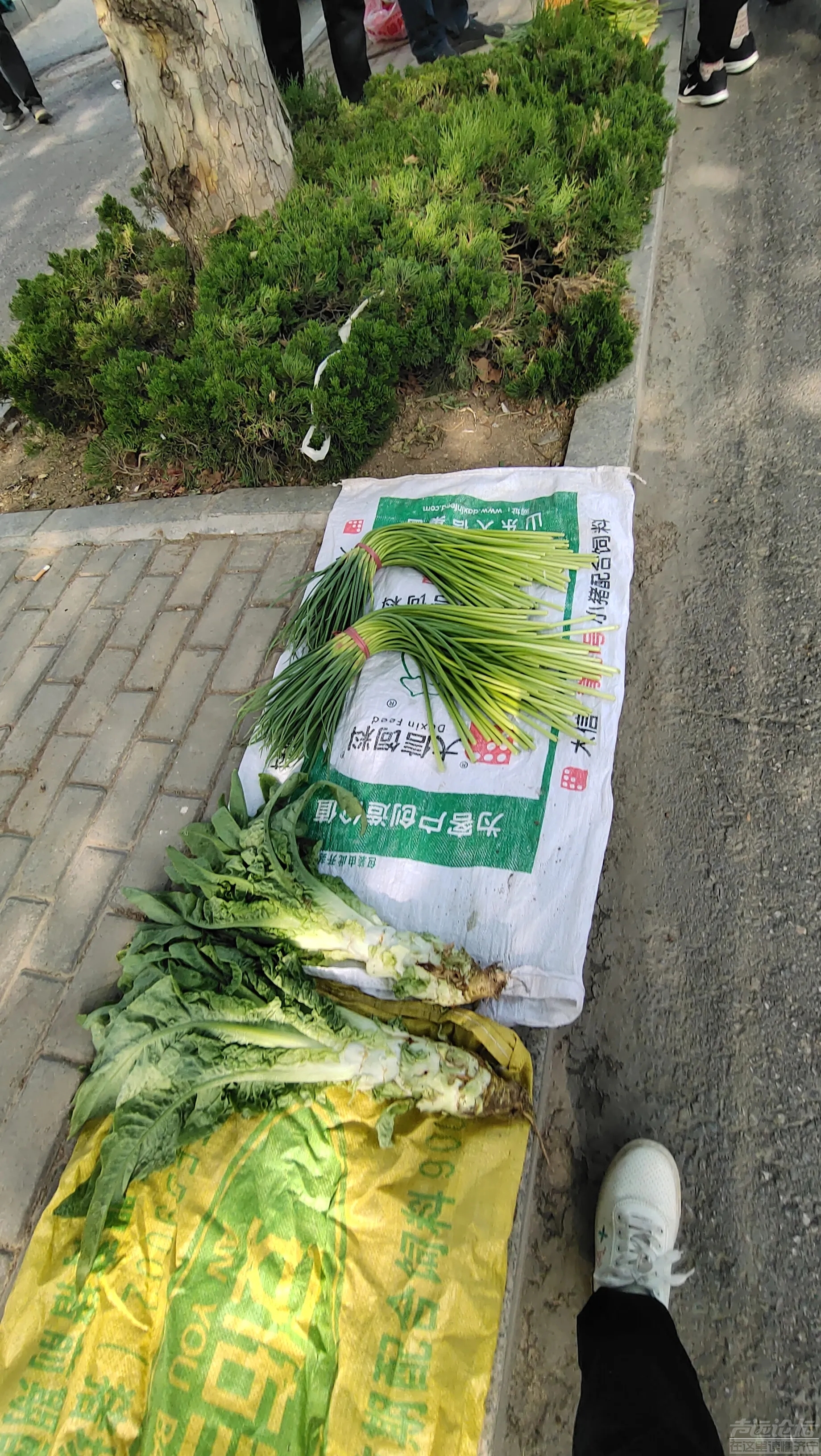 街上虽然人流并不多，可农村来卖菜的老人们在路边卖的菜并不贵，韭菜2.0元一捆。。-2.jpg
