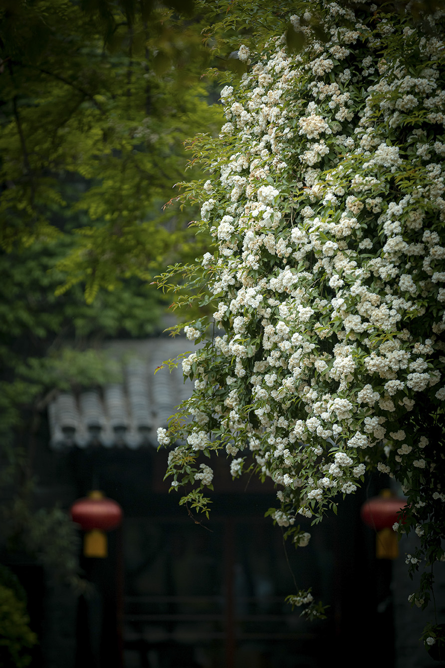 蔷薇花  摄影孔闯 (15).jpg